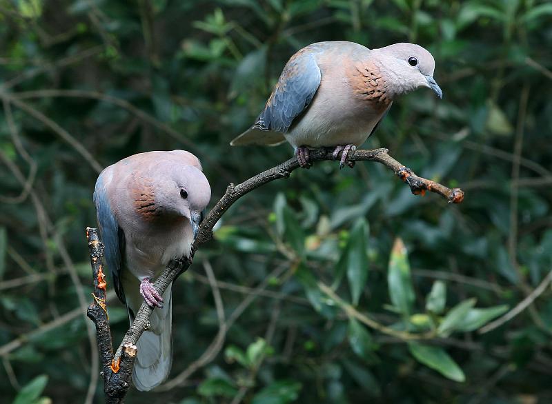 frieda 086.jpg - Rooiborsduifies Algemene roep is 'n onderskeidende stygend en dalende 'ooo-kook-kook-koo-koo (Laughing/Palm Dove) of sommer lemoenduifies.